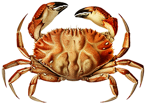 Footer Crab