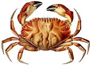 Footer Crab