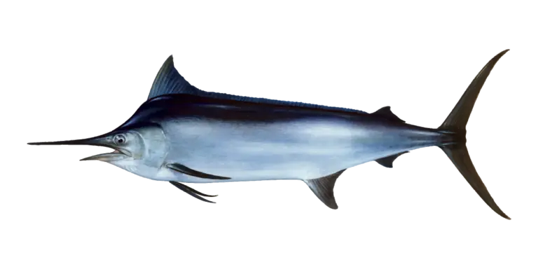 Black Marlin Fishing Charters