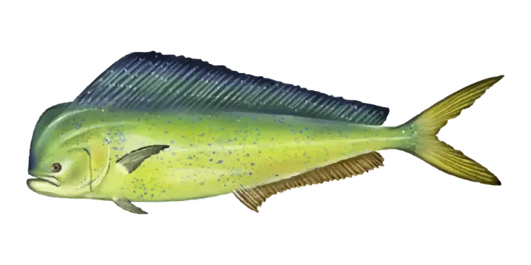 Mahi Mahi Fishing Charters