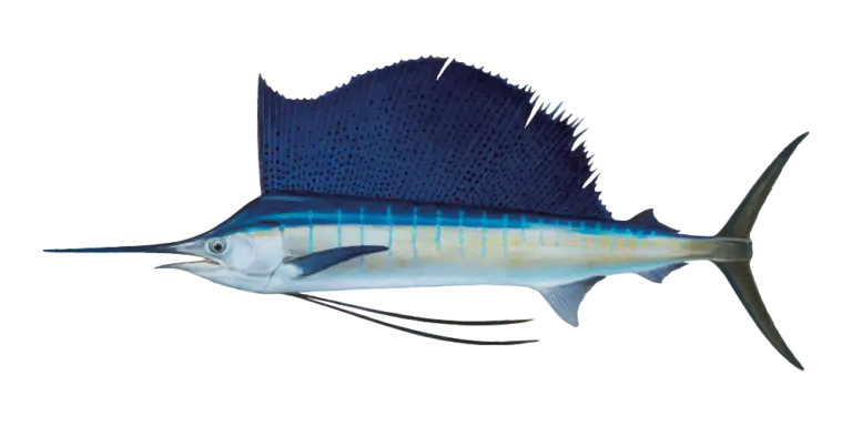 Sailfish Fishing Charters