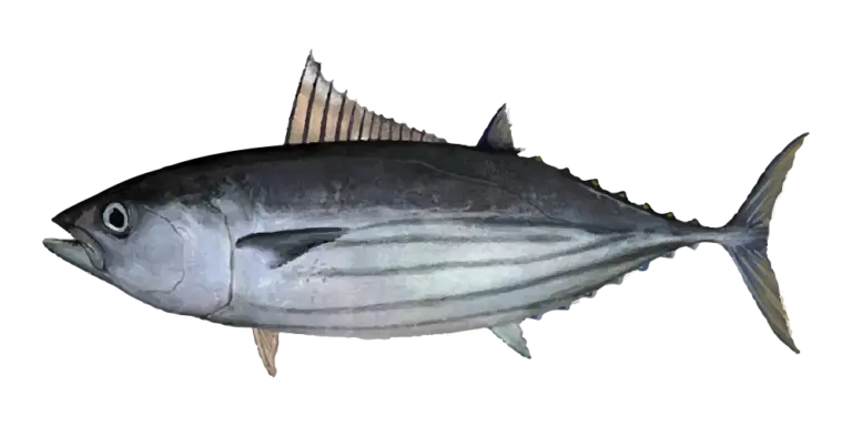 Skipjack Tuna Fishing Charters