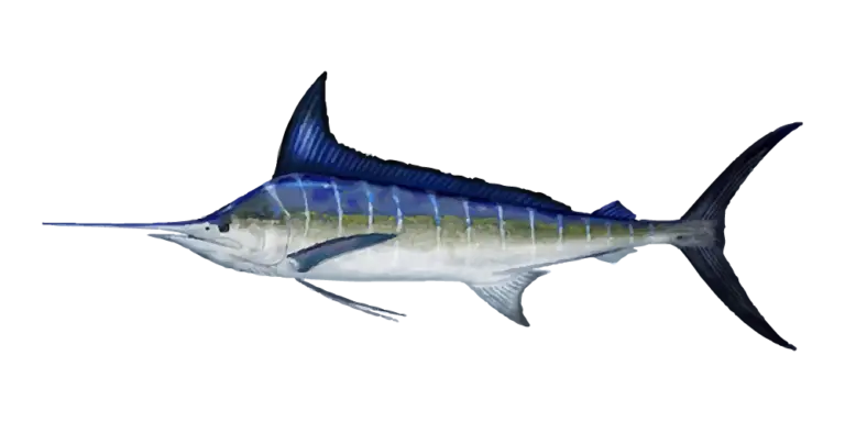 Striped Marlin Fishing Charters