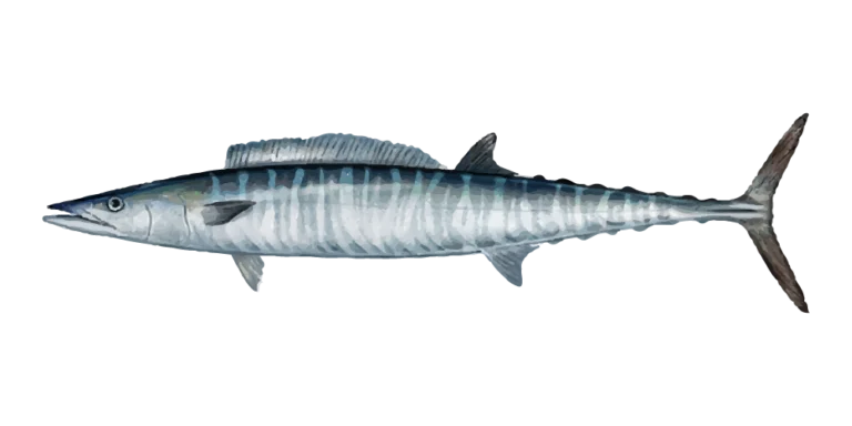 Wahoo Fishing Charters (Ono)