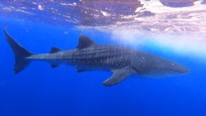 Whale shark Honolulu Hawaii deep sea fishing charters