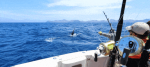 man reeling in swordfish deep sea fishing charters Hawaii and Oahu