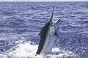 A black marlin close up near the boat. Honolulu Fishing Charters.