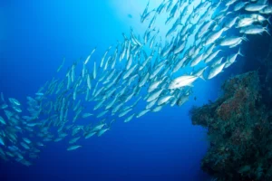 Bigeye School Big Eye Tuna Peak Season