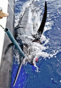 Deep Sea Fishing from Honolulu, Hawaii