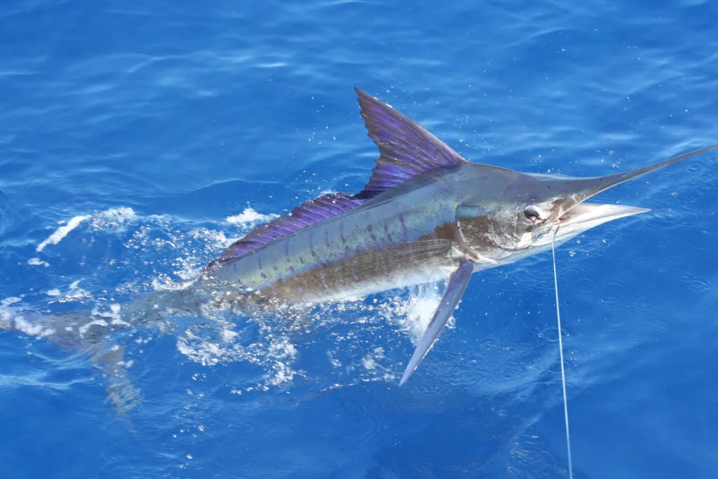 Striped Marlin Peak Season September-December