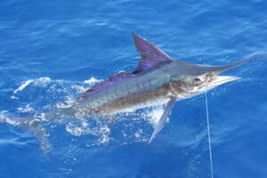Striped Marlin Peak Season September-December